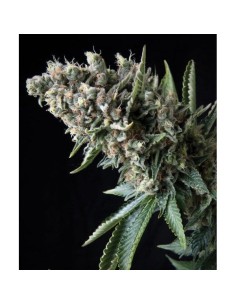 PYRAMID SEEDS - Auto Nefertiti - 1