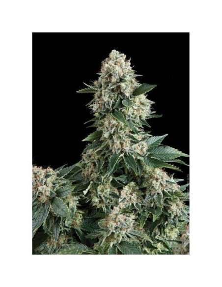 PYRAMID SEEDS - Auto New York City - 1