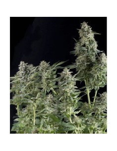PYRAMID SEEDS - Auto Northern Lights - 1