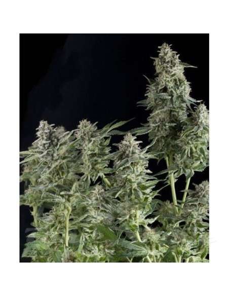 PYRAMID SEEDS - Auto Northern Lights - 1