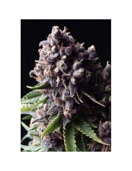PYRAMID SEEDS - Auto Purple - 1