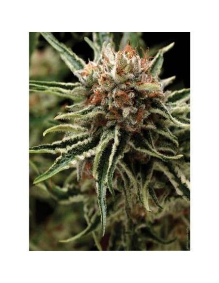 PYRAMID SEEDS - Auto Shark - 1