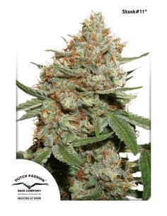 DUTCH PASSION - Skunk 11 - 1