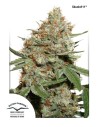 DUTCH PASSION - Skunk 11 - 1