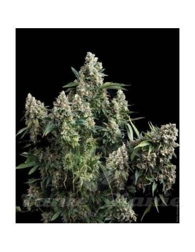 PYRAMID SEEDS - Auto Tutankhamon II - 1