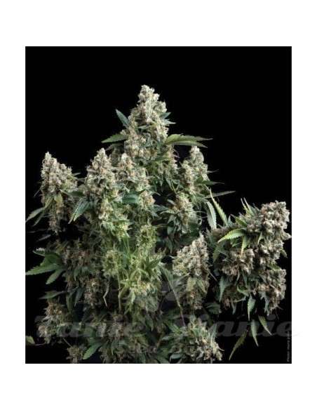 PYRAMID SEEDS - Auto Tutankhamon II - 1