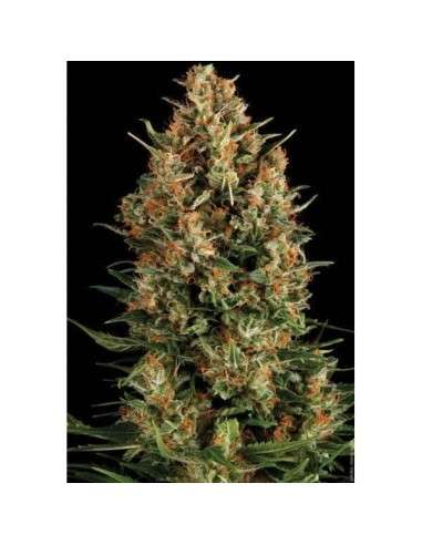 PYRAMID SEEDS - Auto Wembley - 1