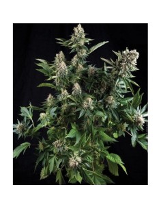 PYRAMID SEEDS - Auto White Widow - 1