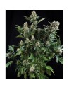 PYRAMID SEEDS - Auto White Widow - 1