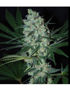 SAMSARA - Green Love Potion - 1