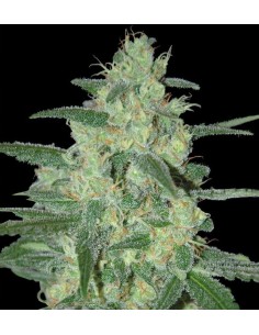 SAMSARA - Holy Grail 69 - 1
