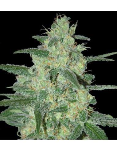 SAMSARA - Holy Grail 69 - 1