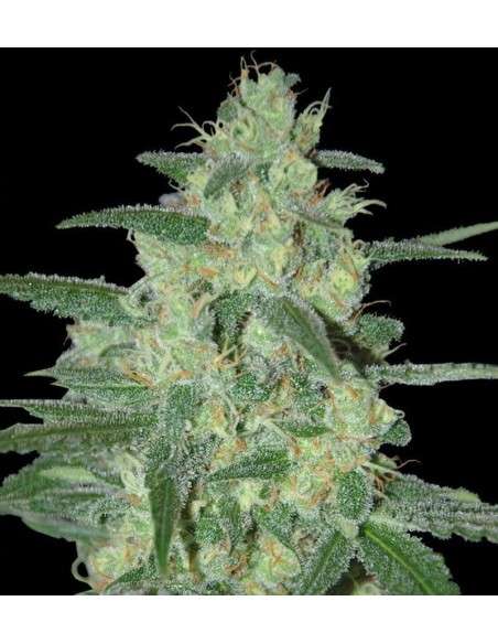 SAMSARA - Holy Grail 69 - 1