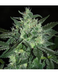 SAMSARA - Spicy White Devil - 1