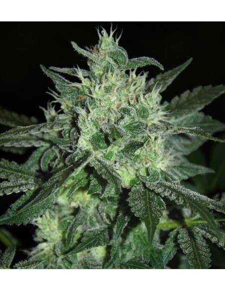 SAMSARA - Spicy White Devil - 1