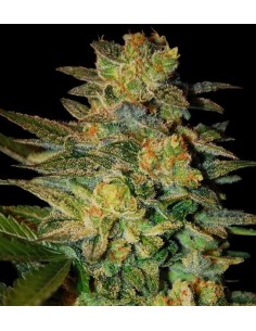 SAMSARA - Spiritual Punk - 1