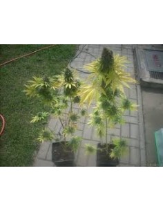 DUTCH PASSION - Skunk 11 - 1 2