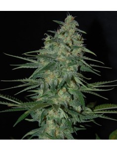 SAMSARA - Sweet Black Angel - 1