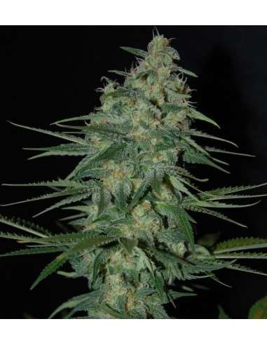 SAMSARA - Sweet Black Angel - 1