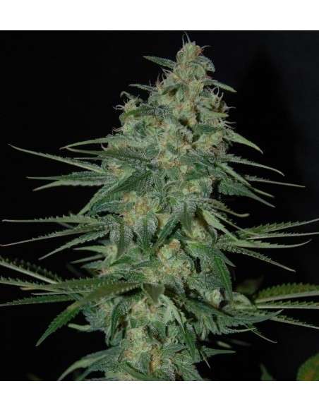 SAMSARA - Sweet Black Angel - 1