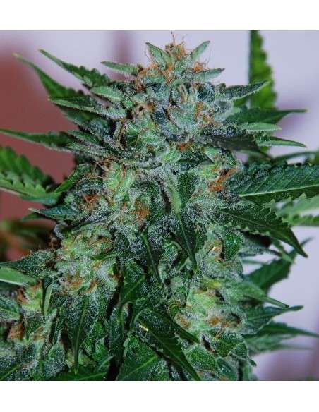 SAMSARA - Flash Babylon - 1