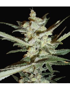 SAMSARA - Supersonic Crystal Storm - 1