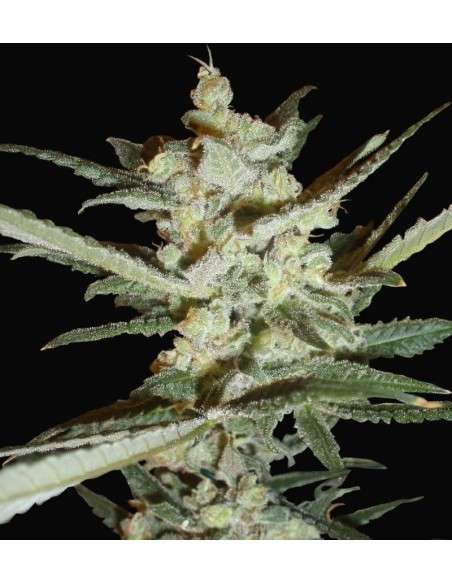 SAMSARA - Supersonic Crystal Storm - 1
