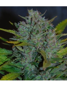 SAMSARA - Ultraviolet - 1