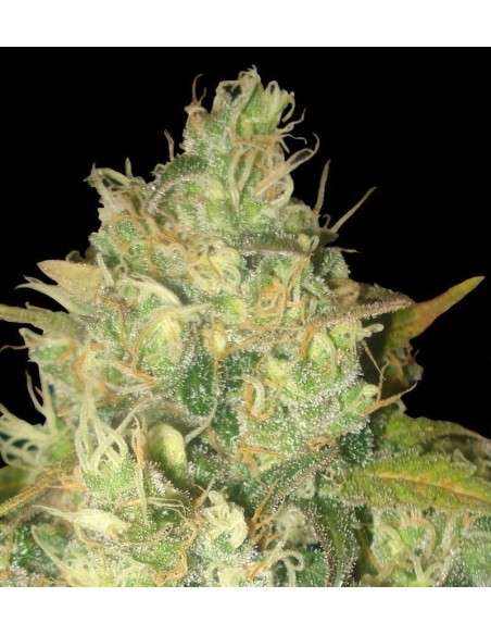 DELICOUS SEEDS - Black Russian - 1