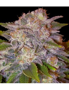 DELICOUS SEEDS - Caramelo - 1