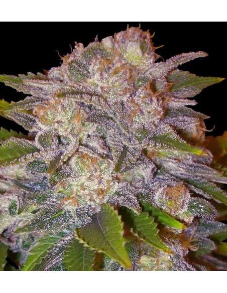 DELICOUS SEEDS - Caramelo - 1