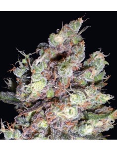 DELICOUS SEEDS - Cotton Candy - 1