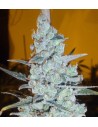 DELICOUS SEEDS - Critical Jack Herer - 1
