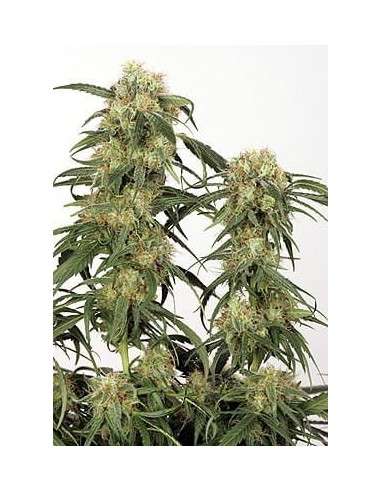 DUTCH PASSION - Skunk 11 - 3
