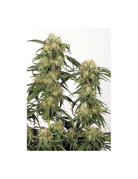 DUTCH PASSION - Skunk 11 - 3