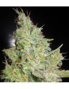 DELICOUS SEEDS - Critical Kali Mist - 1