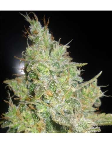 DELICOUS SEEDS - Critical Kali Mist - 1