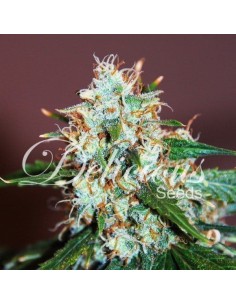 DELICOUS SEEDS - Critical Neville Haze - 1