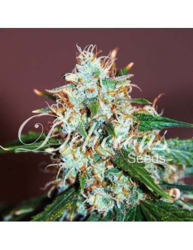 DELICOUS SEEDS - Critical Neville Haze - 1