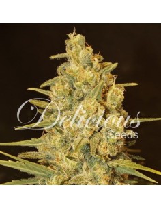 DELICOUS SEEDS - Critical Sensi Star - 1