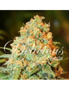 DELICOUS SEEDS - Critical Super Silver Haze - 1