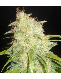 DELICOUS SEEDS - Critical Yumbolt - 1