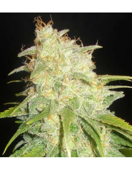 DELICOUS SEEDS - Critical Yumbolt - 1