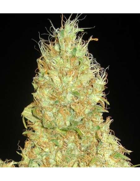DELICOUS SEEDS - Fruity Chronic Juice - 1