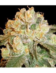 DELICOUS SEEDS - Marmalate - 1