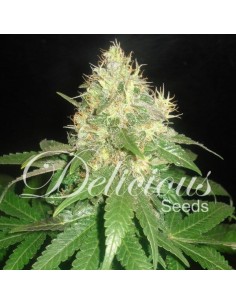 DELICOUS SEEDS - Northern Light Blue - 1