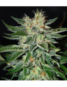 DELICOUS SEEDS - Sugar Black Rose - 1