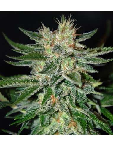 DELICOUS SEEDS - Sugar Black Rose - 1