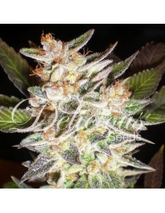 DELICOUS SEEDS - Cheese Candy Auto - 1
