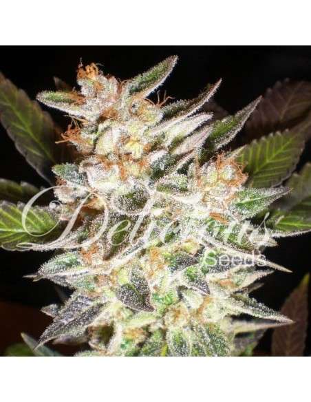 DELICOUS SEEDS - Cheese Candy Auto - 1